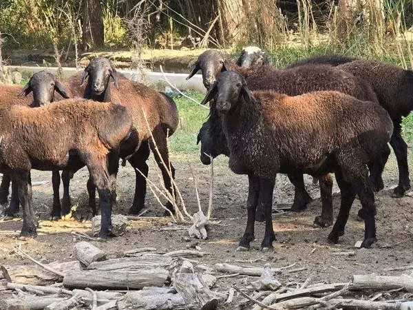 Ram, Blackheaded Persian sheep