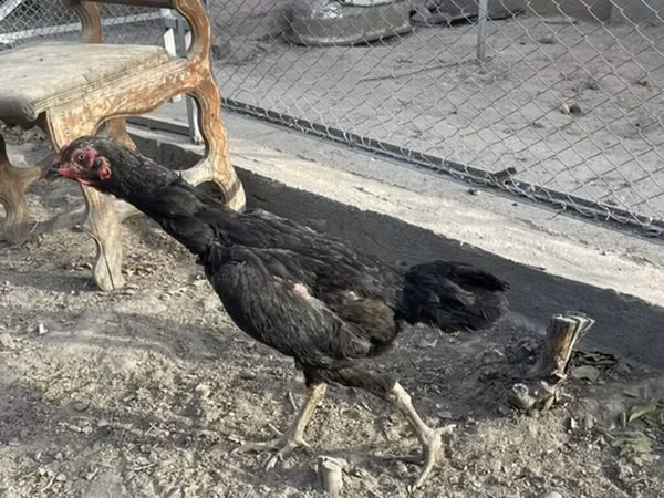 Chickens — Kyrgyzstan
