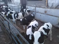 Býk, Russian Black pied cattle — foto 6