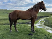 Kůň, Koně — foto 3