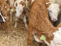گاو و گوساله (گروه، جنسیت مشخص نشده), Simmental cattle — عکس 1