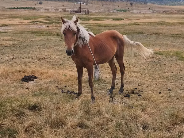 ፈረስ, Horses — ሞልዶቫ