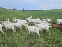 Goat, Saanen goat — photo 3