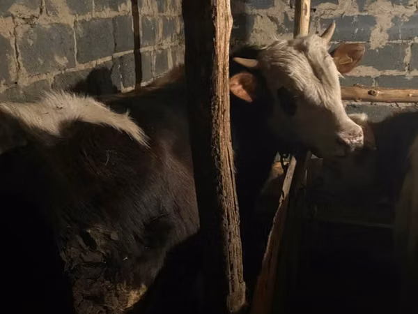 सांड, कजाख़स्तानी सफेद सिर वाली गाय — कज़ाखस्तान