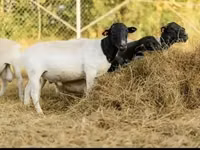 ვერძი, Dorper sheep — ფოტო 3