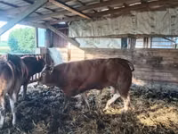 Bull, Limousin cow — photo 4