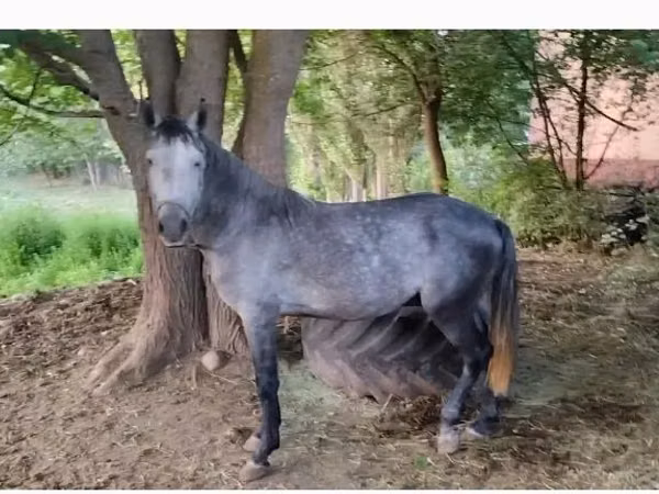 Horse (M), Horses — Kazakhstan