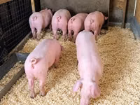 Boar, Pigs — photo 1