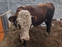 Bull, White-headed Ukrainian — photo 2
