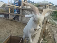 Kambing jantan, Saanen goat — foto 1