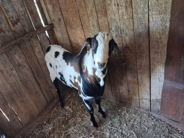 بز نر, Nubian Goat