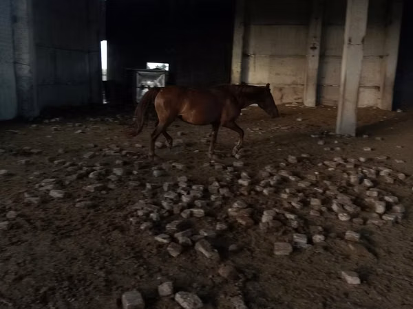Mare, Horses — Kazakhstan