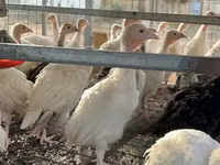 Turkeys — foto 1