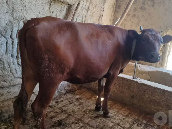 Cattle (batch, sex not specified), Cattle — Uzbekistan