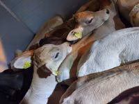Бух, Simmental cattle — 3 зураг