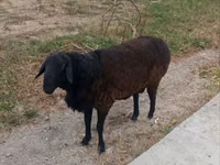 Ram, Hissar sheep — photo 3