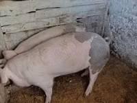 Scroafă, Porci — foto 1