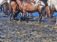 Ngựa (lô, chưa xác định giới tính), Mugalzhar horse — ảnh 2