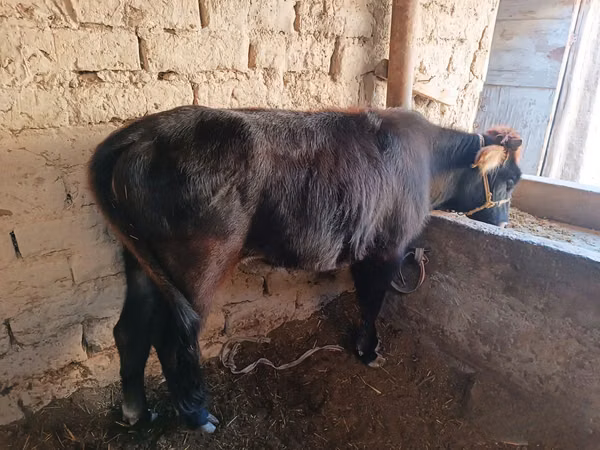 Cow, Cattle — Uzbekistan
