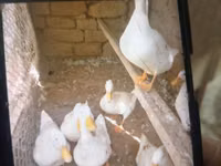 American Pekin — foto 1