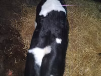 Buğa, Russian Black pied cattle — foto 2