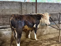 Bull, Cattle — photo 5