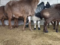 Baran, Owce — zdjęcie 7