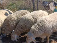 Vædder, Assaf sheep — foto 5
