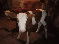 گاو ماده, Latvian Blue cattle — عکس 4