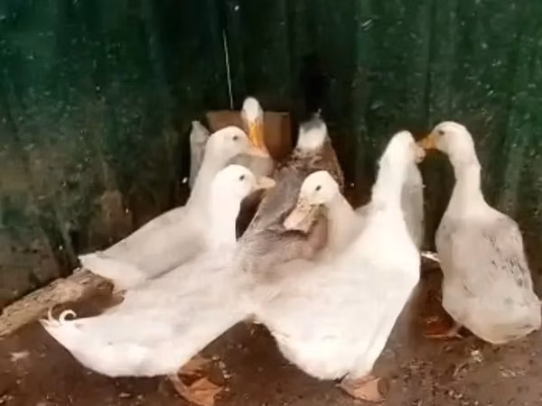 Ducks — Gaana