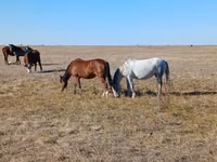 Ngựa cái, Kazakh horse — ảnh 3