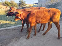 सांड, मवेशी — फ़ोटो 4