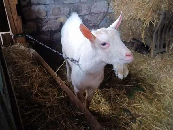 Billy Goat, Saanen goat