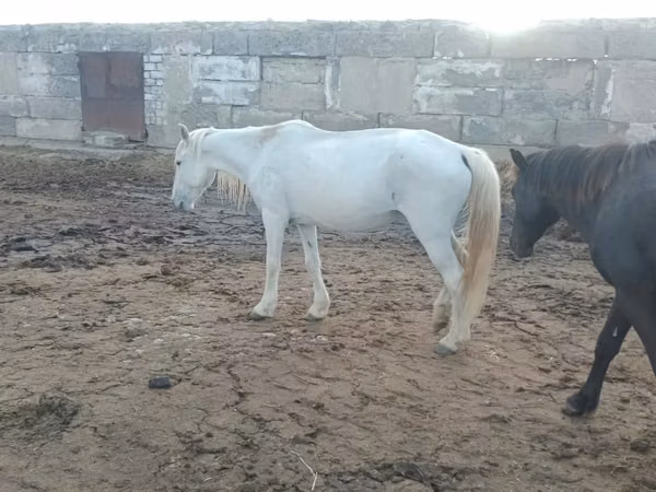 Mare, Horses — Kazakhstan