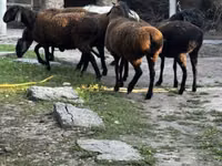 Ovce, Romanov sheep — foto 6