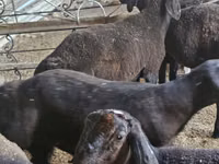 Biri-biri (lot, jantina tidak dinyatakan), Sheep — foto 1
