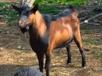 Goat, Alpine goat — photo 6