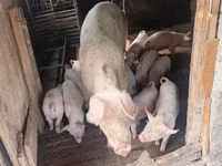 Boar, Pigs — photo 2