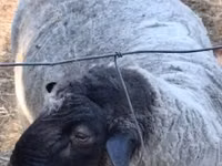 Vædder, White Suffolk sheep — foto 3