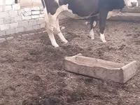 Cow, Cattle — photo 3