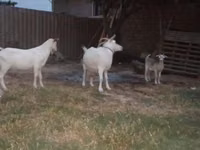Goat, Goats — photo 4