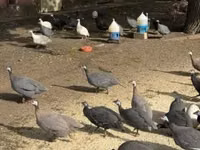 Guinea fowl — عکس 1