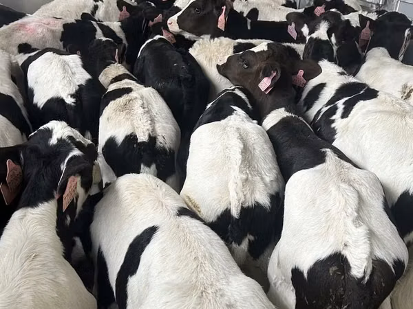 सांड, गोलस्टीन नस्ल — पोलैंड