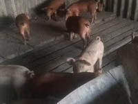 Boar, Pigs — photo 2