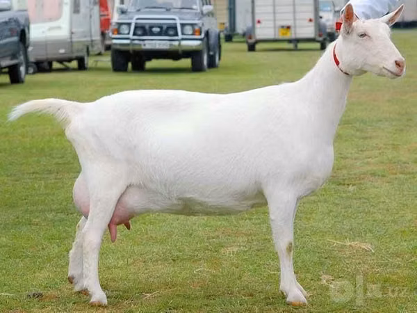 Goat, Saanen goat — Uzbekistan