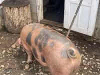 Boar, Pigs — photo 4