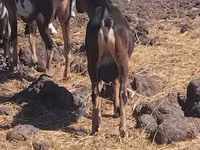 Kambing jantan, Goats — foto 2