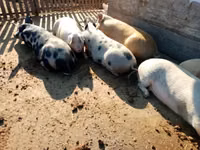 Babi (lot, jantina tidak dinyatakan), Pigs — foto 1
