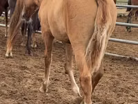 Horse (M), Mugalzhar horse — photo 2