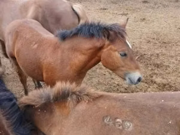 Horse (M), Horses — Hungary